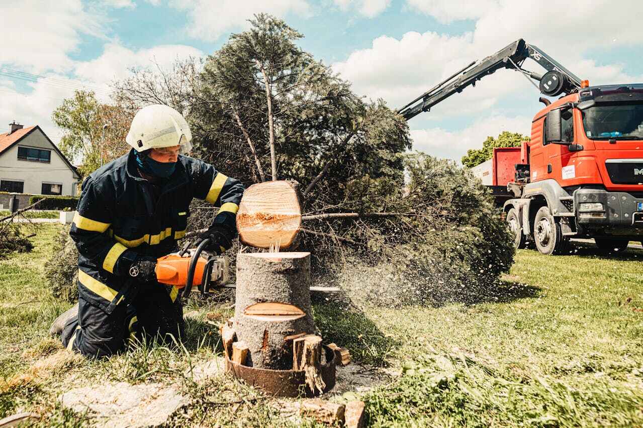 Best Emergency Storm Tree Removal  in Claremont, NC